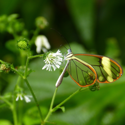 couleur_Soutenance thèse Violaine Ossola - papillon transparent