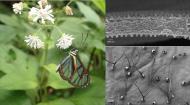 Couleur-papillon